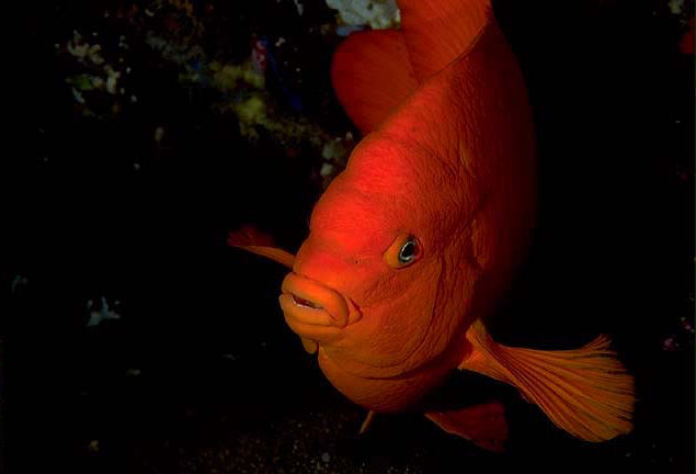 Hypsypops rubicundus (Pesce Garibaldi)